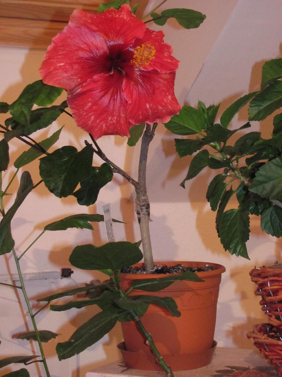 Foto: Ibi�ek-Ibi�ek