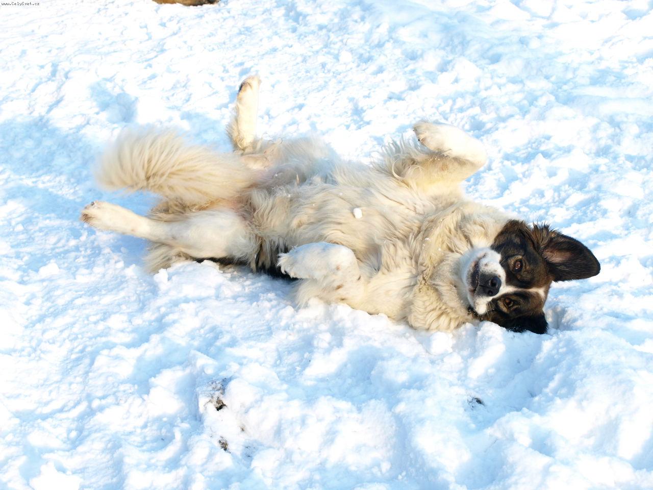 Foto: Moskevsk� str�n� pes