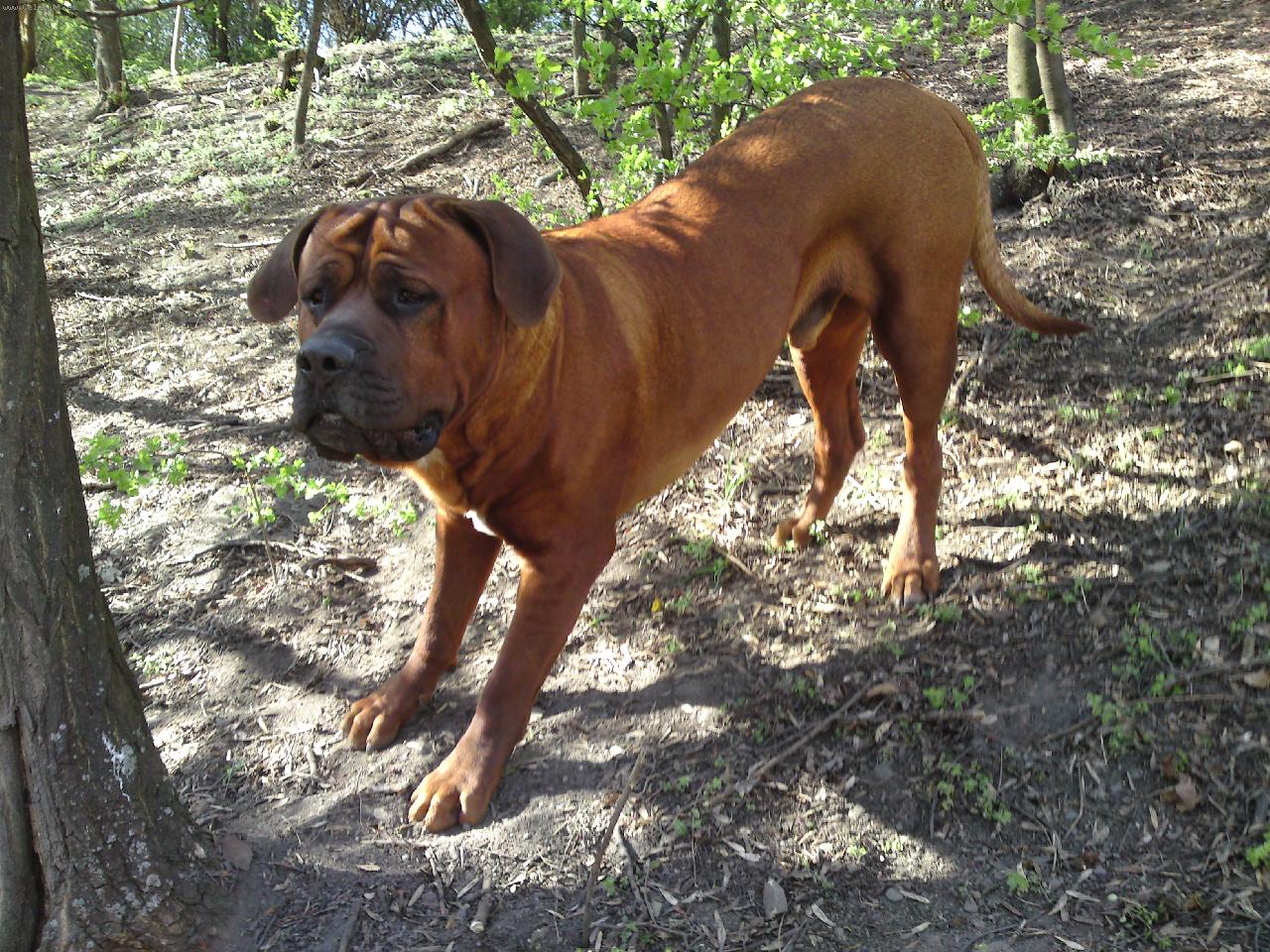 Foto: t��let� pes