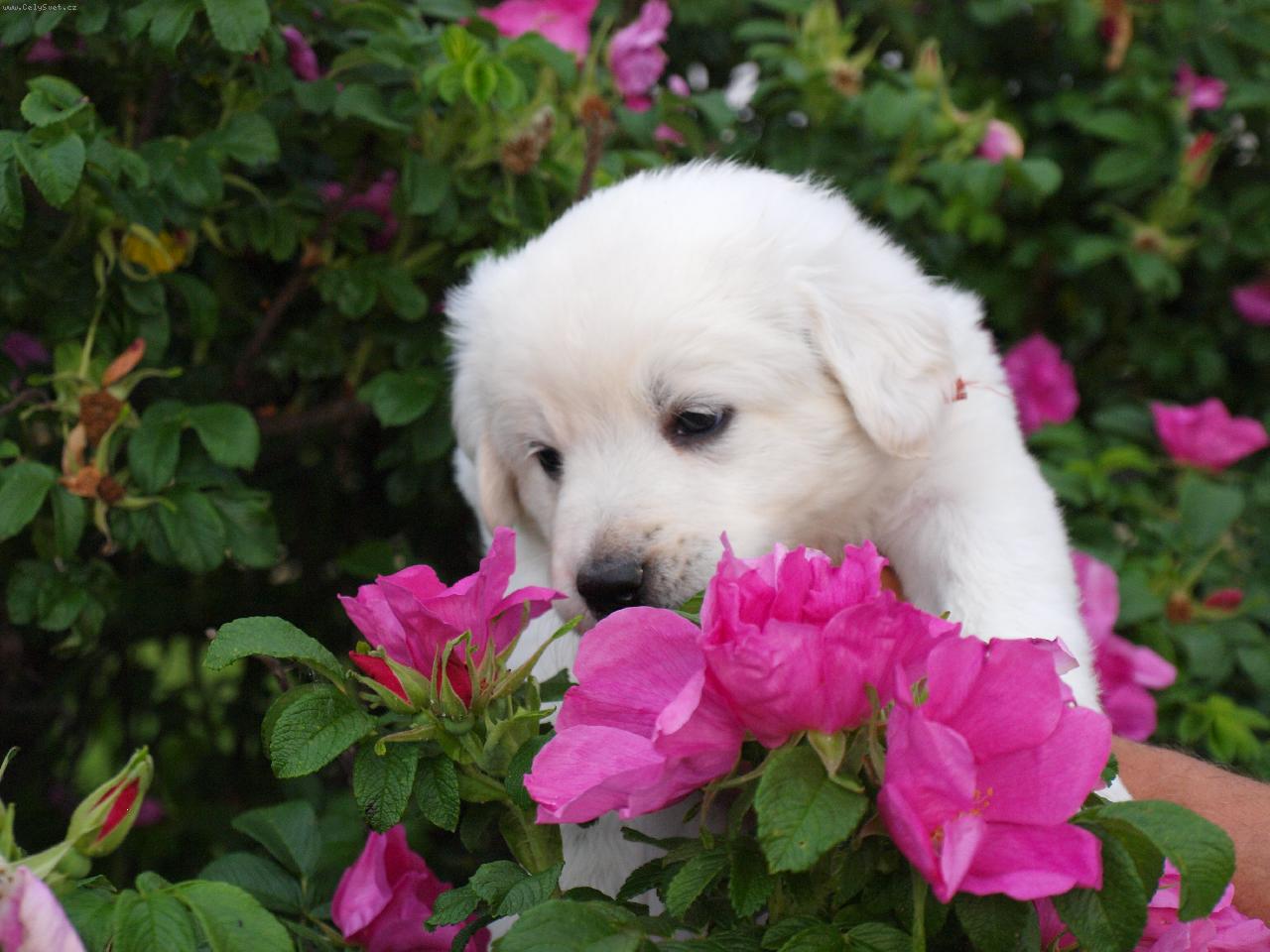 Foto: Slovensk� �uva�