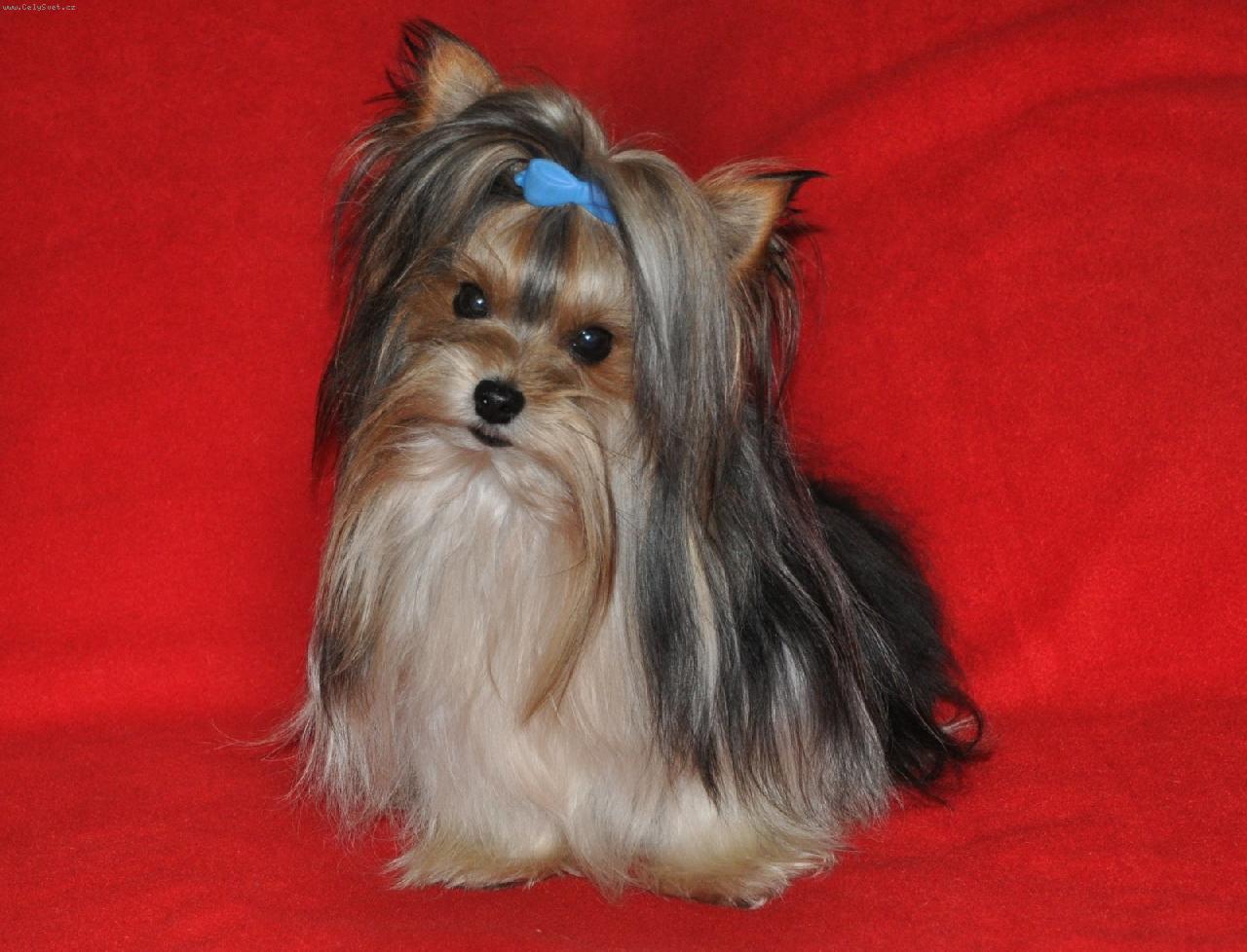 Foto: Biewer Yorkshire Terrier