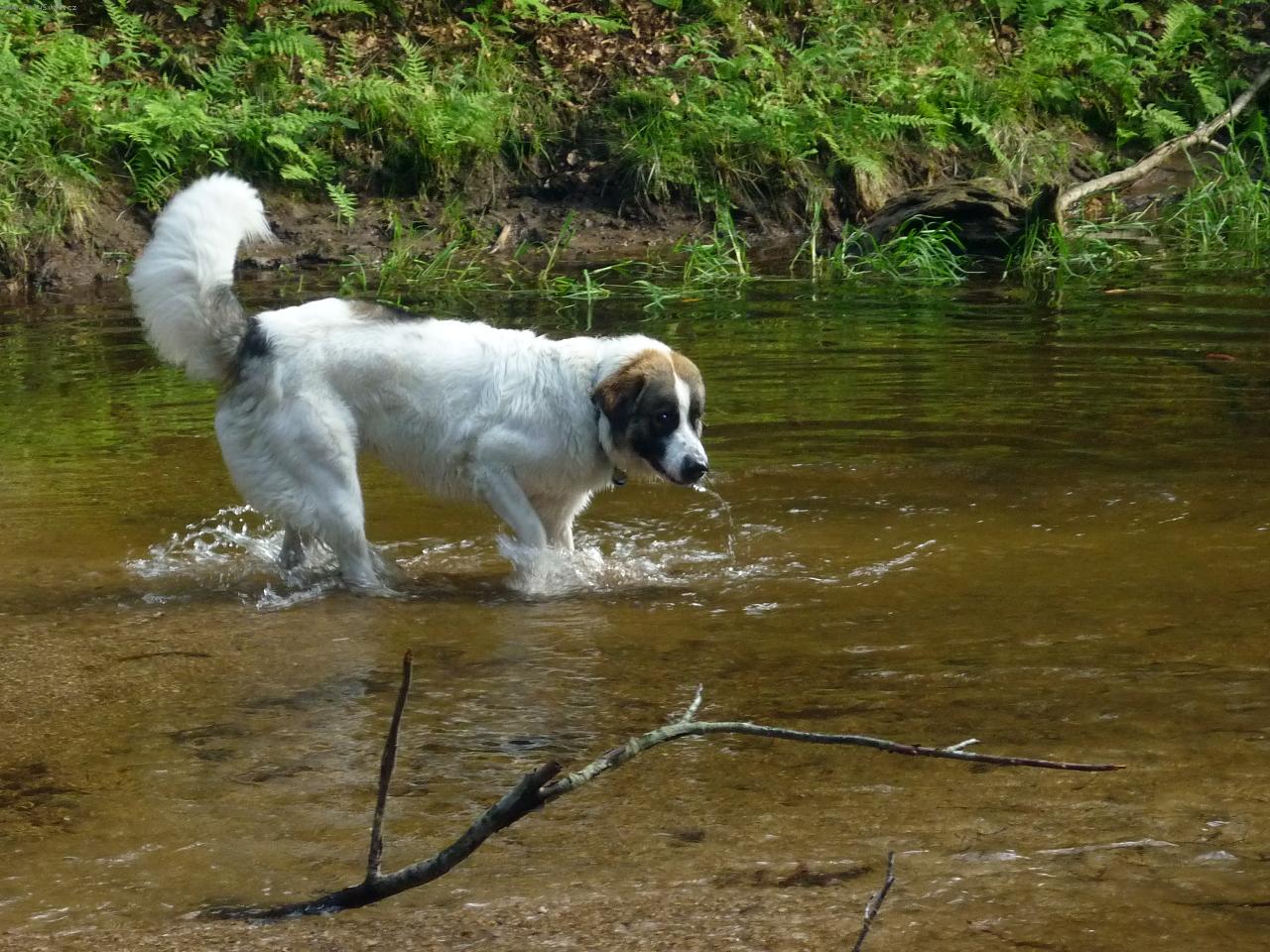 Foto: Maxmilian Von Maramures