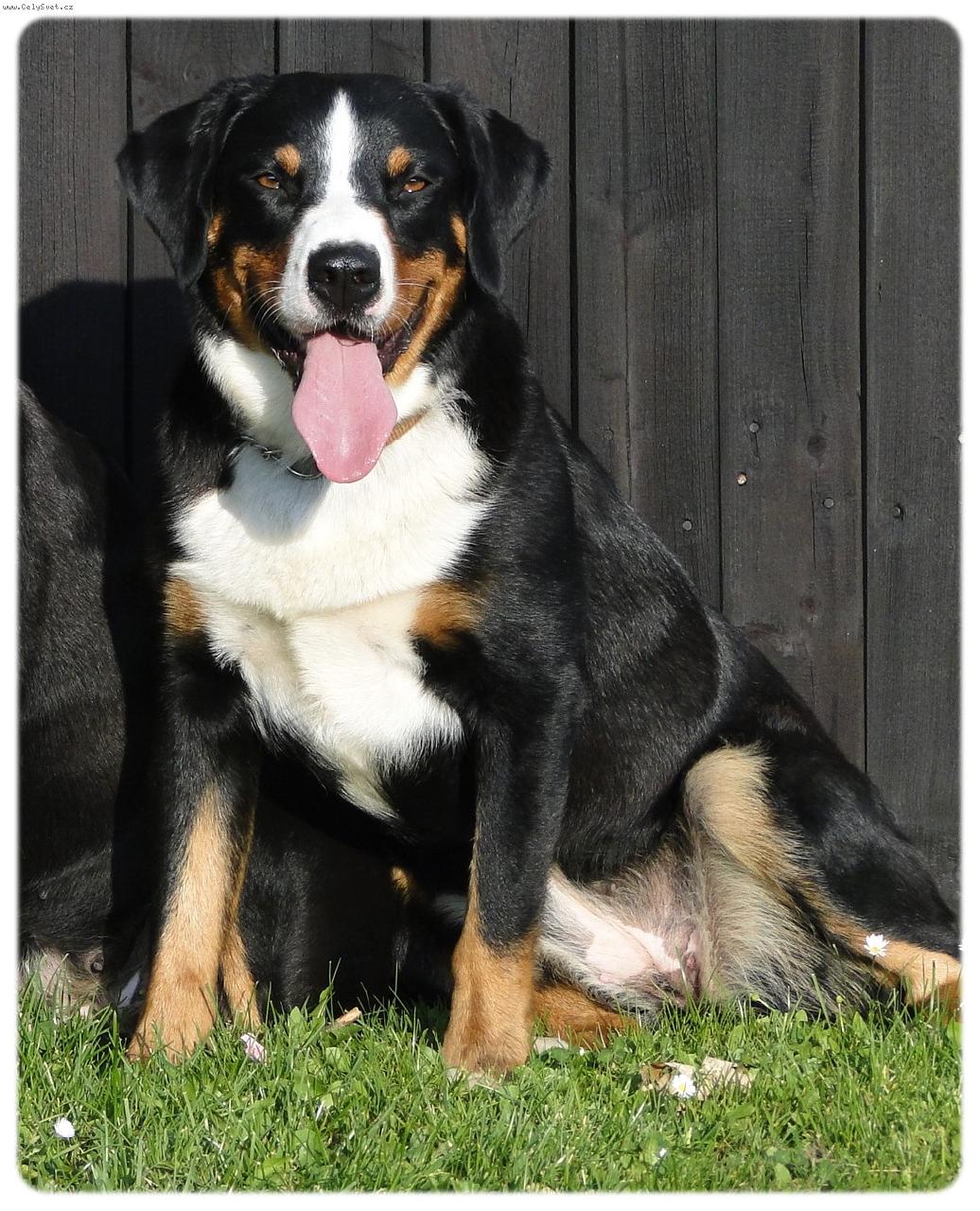 Foto: Weru-Arwen od Hadovky 2 roky