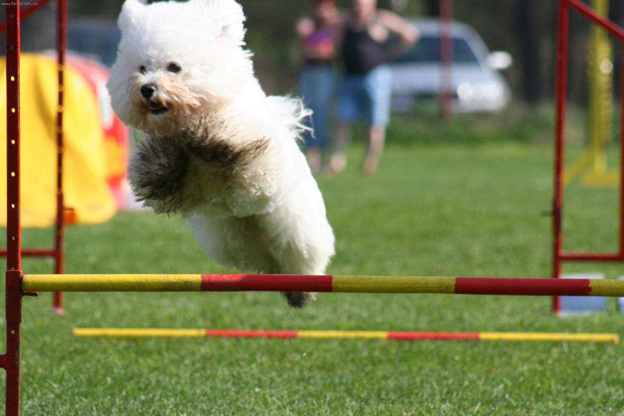 Foto: bi�onek-agility Beauty