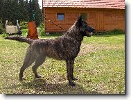 holandsk� ov��k