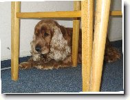 schov�van� p�ed vos�m vet�elcem