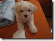 sle�na Keysi