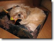 Su�i spink�