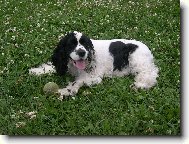 taky jsem kv�tinka