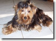 Larry-Uhersk� Brod
