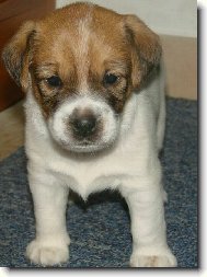 Armie - na�e �t���tko
