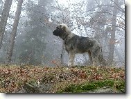Arrow od Ak�tov�ho potoka