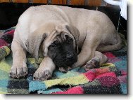 ... v nov�m domov�...