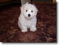Ted�k