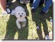 Toby�ek