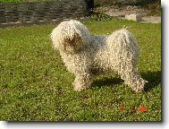 Puli b�l�