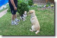 S�ra a Niky