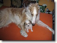 Labut�nka a barzoj