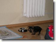 velk� krmen�