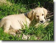 Nelly - �t�n�