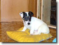 D�re�ek Jack