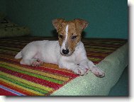 Kry�tof