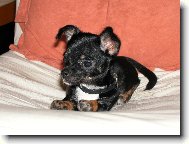 �ivi