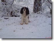 N�DHERN�