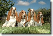 Basseti Lady Barnett�s