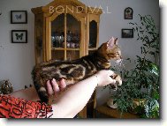 Beng�lska mramorovan� ko�i�ka