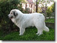 Pyrenejsk� horsk� pes