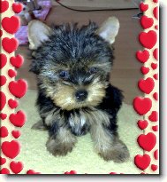 N� kluk Max