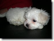 na�e Lilly
