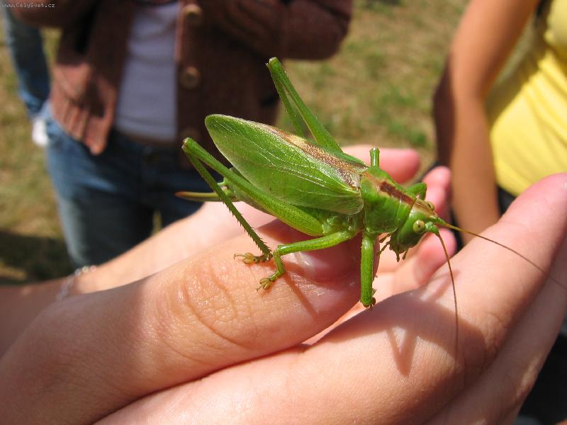 Foto: Bl�zk� setk�n�...