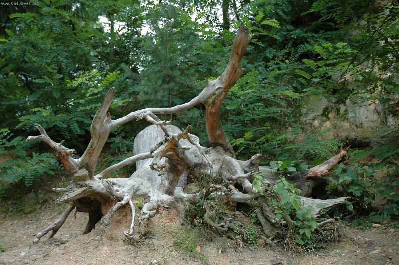 Foto: Samorost