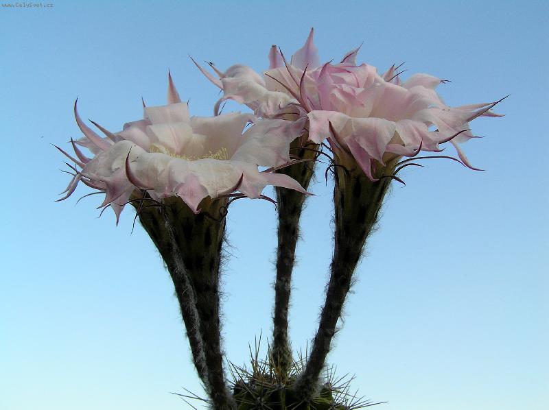 Foto: Gigantick� kv�ty kaktusu