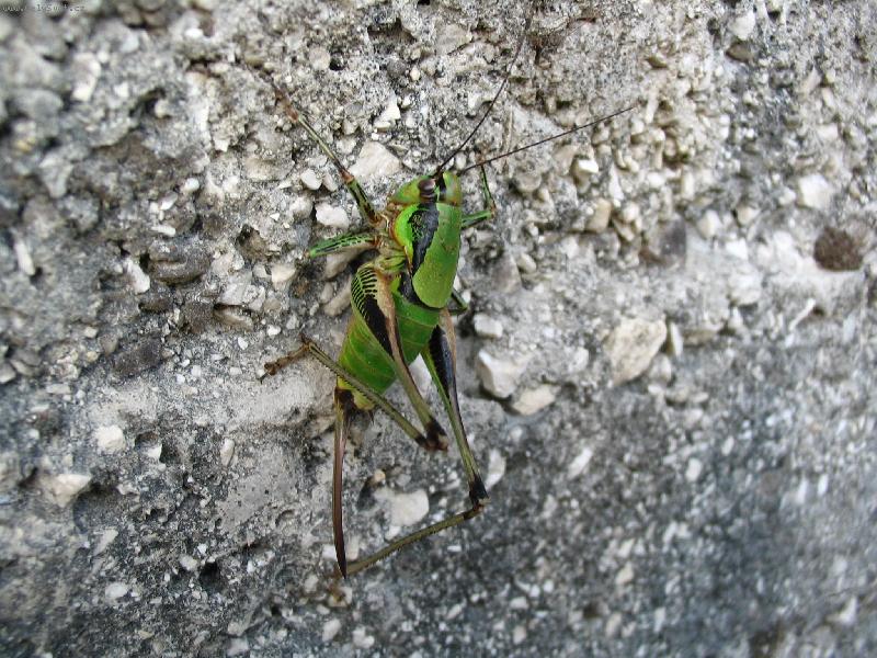 Foto: Kobylka