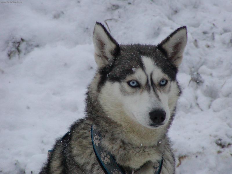 Foto: na sn�hu