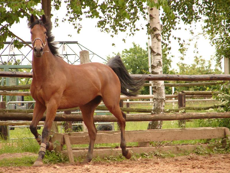 Foto: Mous