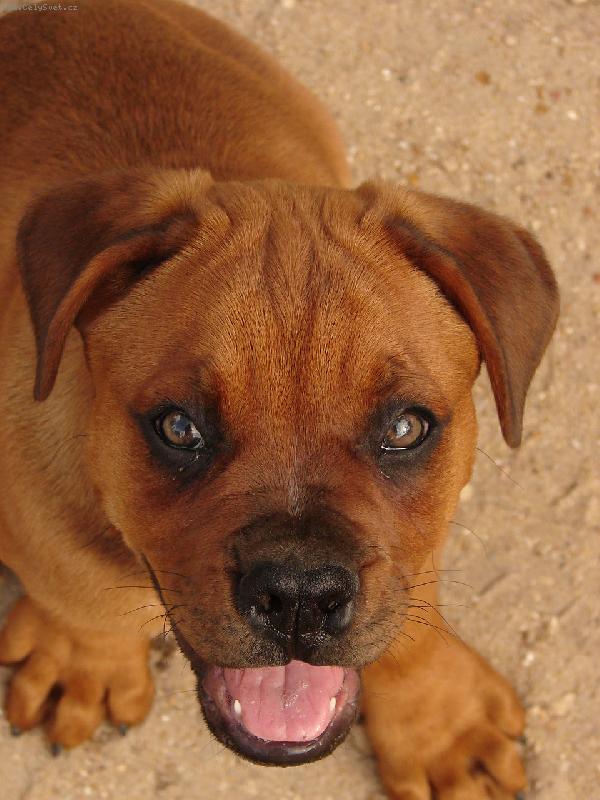 Foto: Buba