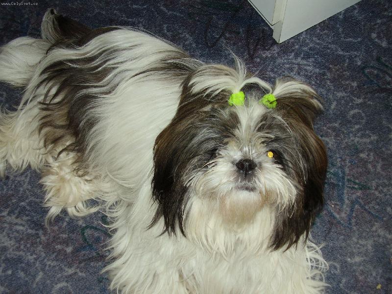 Foto: Ginka