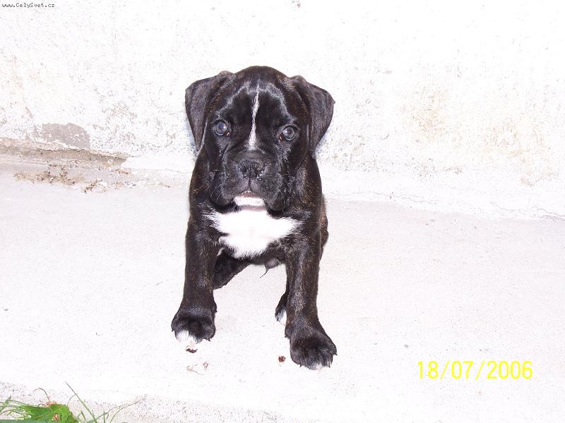 Foto: nejkr�sn�j�� zv���tko-mil��ek