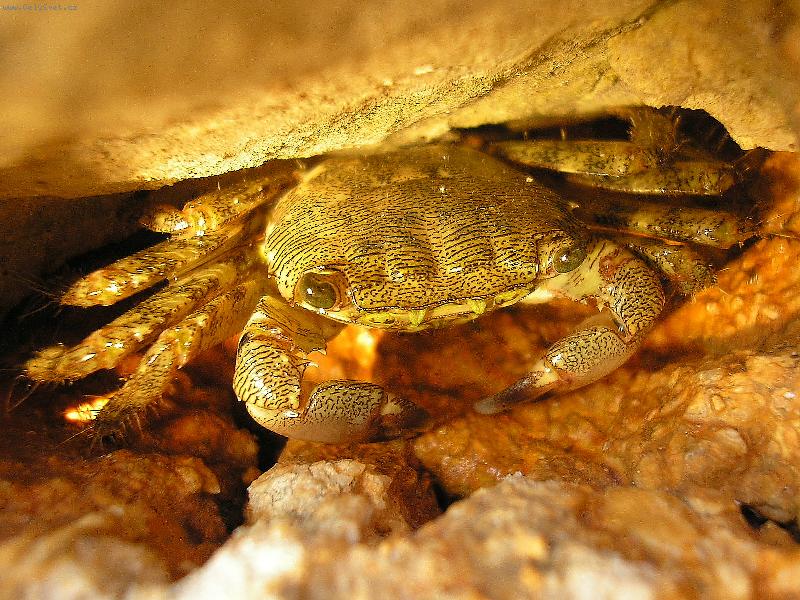 Foto: Krab