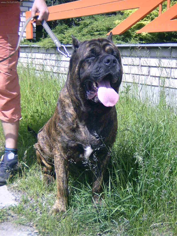 Foto: Apollo