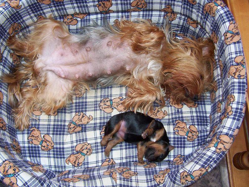 Foto: Spole�n� siesta maminky a dcery :-)-Na�e �olinka a mim�o Buffy