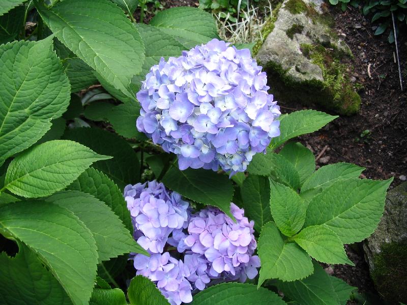 Foto: hortenzie