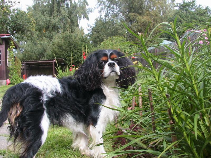 Foto: Alf��ek