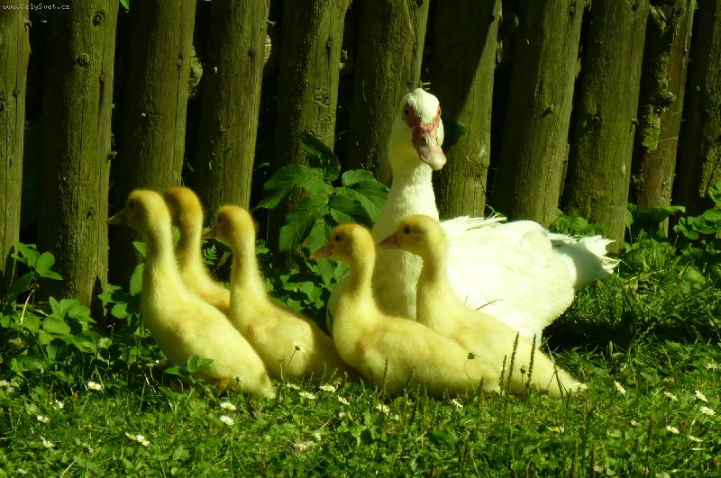 Foto: rodinka