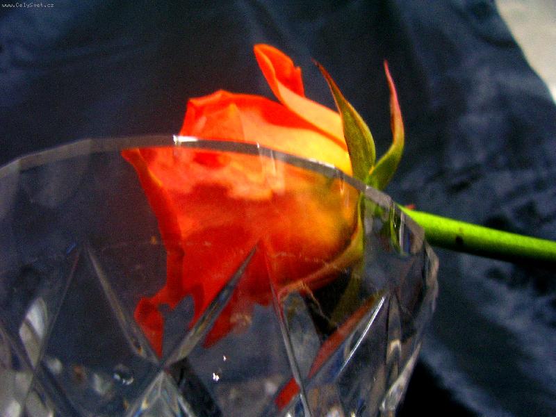 Foto: rose