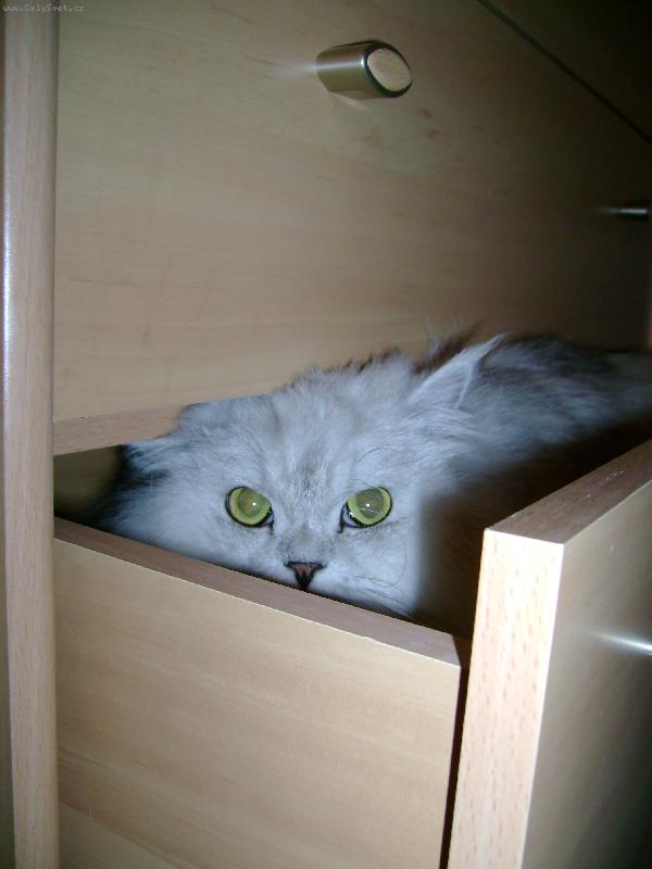 Foto: sofi